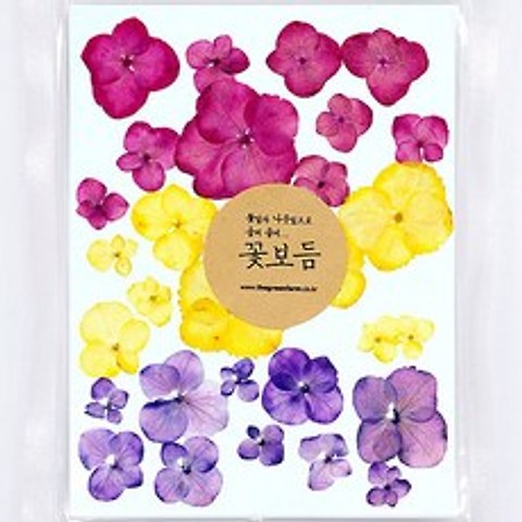 그린팜네이처 꽃보듬 압화-세트, 세트5(수국)