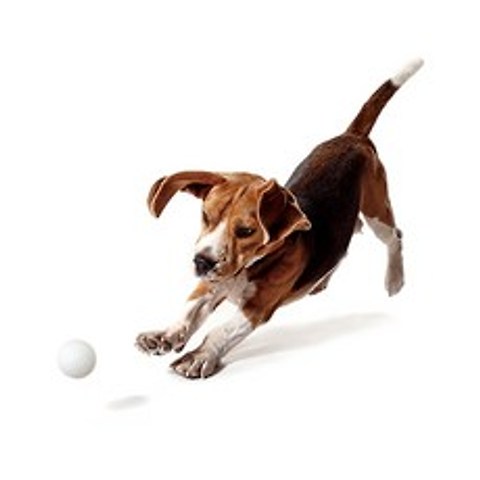 내새끼코리아 도기볼전용공 1세트(6개입) Doggy Ball 강아지 공놀이 장난감, 1세트, 6개입(화이트)