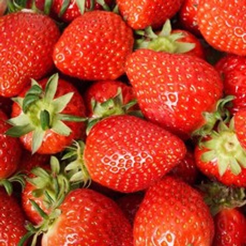 [초록자연] 맛 크기가 뛰어난 고당도 죽향 딸기 500g
