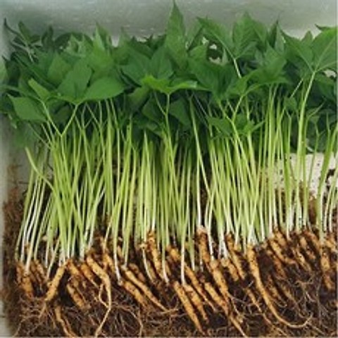 장수새싹삼 200뿌리 당일수확 한정상품 특가할인, 1box, 한입 200뿌리(한정수량)