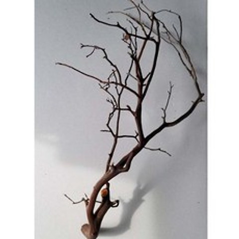 네츄럴만자니타유목 가지유목 브라운만자니타 인테리어나뭇가지 장식용나무가지