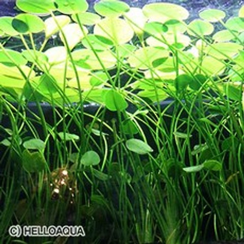 수초)물 양귀비 2뿌리-열대어 어항 수족관 수중식물/헬로아쿠아