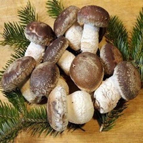 [나영이농원]국내산 무농약 송고버섯 고급형1kg 500g 송화버섯 송화고버섯 산지직송