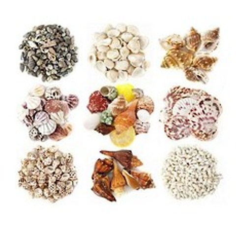 다양한조개껍질모음전/소라/가리비/껍데기/종류선택, J.조개껍질100g(약50~60개입)