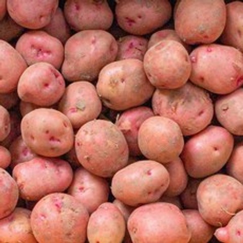 [맛딜] 카스테라 21년 햇 홍 감자 5kg (대_100g이상), 상세 설명 참조