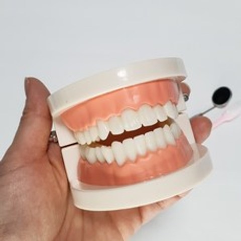 보건교육 치아 모형 구강 이빨 수업자료
