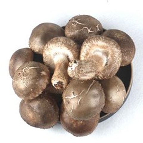 백 송고버섯 1kg 송화 고 버섯, kg