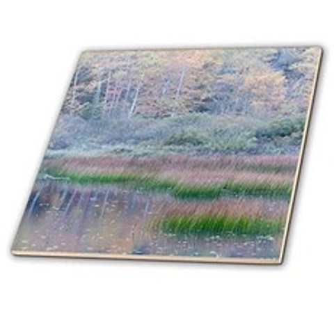 USA Maine. Grasses and water lily pads the Tarn Acadia NP. - Tiles (ct_331536_7) (8-Inch-Glass), 8-Inch-Glass