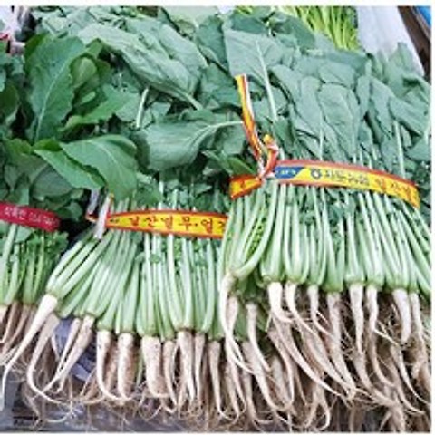 일등야채 특품 일산열무 1단, 2kg내외