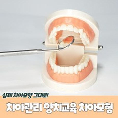 초등학생 이닦기 교육 교구 표준형 치아 이빨 모형