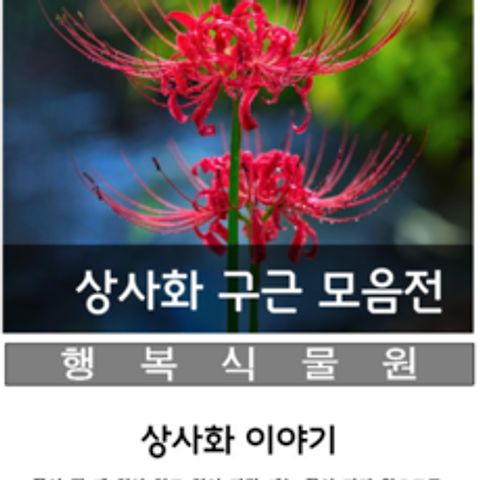 행복식물원 꽃무릇(석산)상사화구근, 100개
