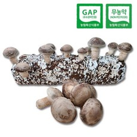 특대형 표고버섯배지1개+버섯200g추가구성 사은품 건표고25g증정행사 산지직송버섯키트 자연과사람