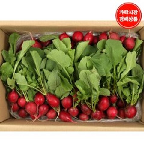 [가락시장 경매 식자재 채소] 레디쉬 2kg내외, 1box