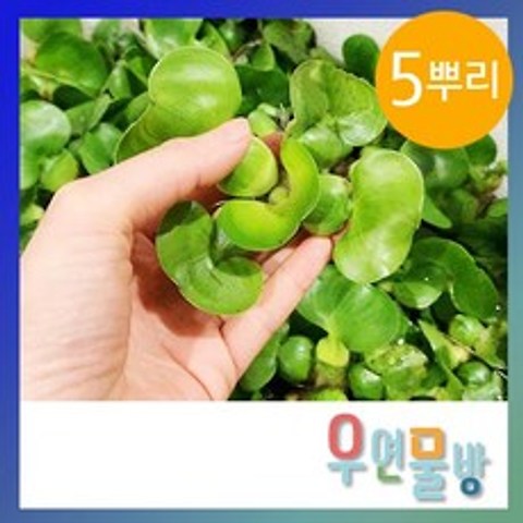 [우연물방] 부레 옥잠 (5뿌리) - 수초용품 어항수초 부상 수초, 1개