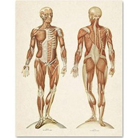 인간의 근육 시스템 - 전면 및 후면보기 - 11x14 불공정 한 미술 인쇄물 - 의료 및 간호 학생을 위해 $ 15 이하 선물 제공, 본상품