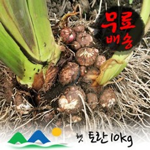 신선농장 토란, 1박스, 10kg(상)
