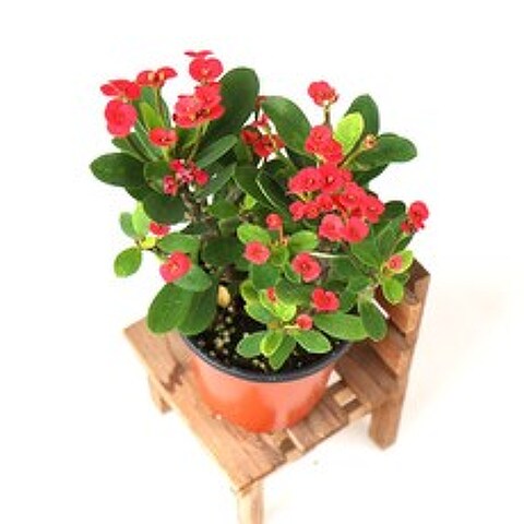 갑조네 꽃 생화 꽃화분 공기정화식물, 꽃기린(빨간색), 1개