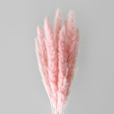 블루밍앤미 팜파스 프리저브드 한묶음 60cm, 핑크
