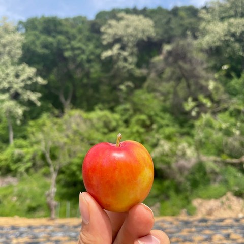 한정 판매 2021년 햇 하우스 대석 자두 1.5kg 30~40수