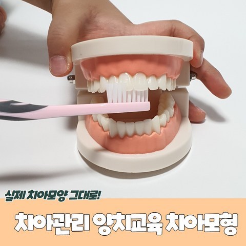 아동 청소년 잇몸 이빨 모양 관찰 과학 완구 치아모형