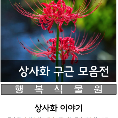 행복식물원 꽃무릇(석산)상사화구근, 100개