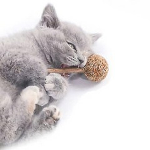 캣완트 고양이 스트레스해소 치석제거 사탕시리즈 장난감 A01 마따따비, 혼합색상, 1개