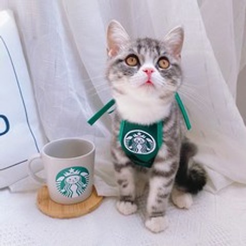 루나플러스 고양이 스타벅스 앞치마 냥타벅스 댕타벅스 인스타그램옷