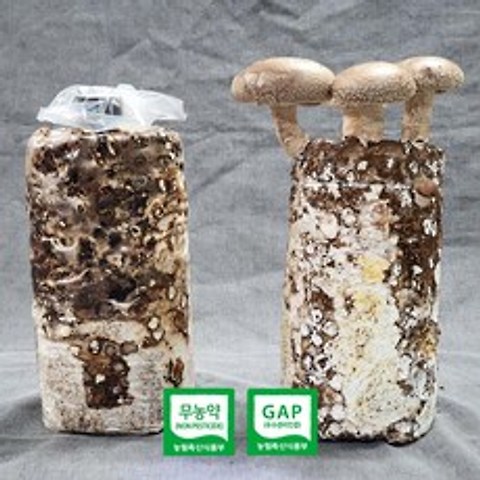 [해담은농장] 버섯키우기 키트 무농약 표고버섯배지 버섯기르기, 표고배지