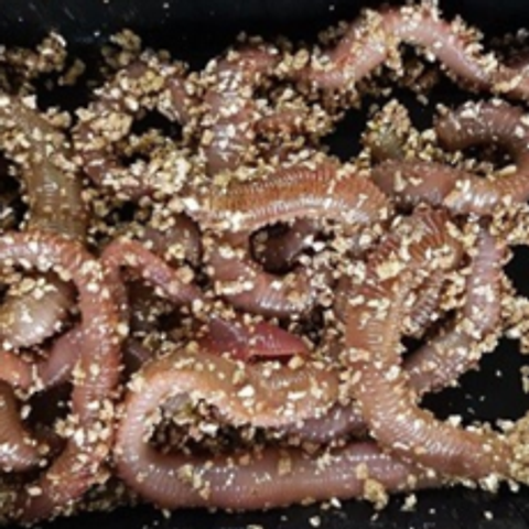 혼무시(50g) 참갯지렁이 바다낚시 미끼