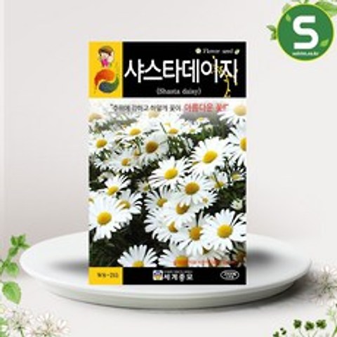솔림텃밭몰 샤스타데이지씨앗 2000립 꽃씨앗 꽃씨 흰색꽃
