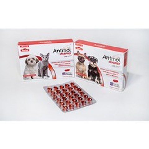 (정품) 안티놀 래피드 강아지 고양이 관절 영양제 (30캡슐 60캡슐) 신제품, 안티놀 래피드 60캡슐
