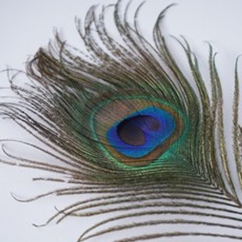가또블랑코 공작깃털 장난감, 30cm공작깃털*2개(봉투포장), 1개