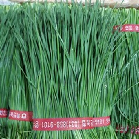 로뎀나무 신선한 국산 영양부추 (솔부추) 200 g