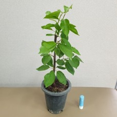자두나무 플럼코트 하모니 묘목 1년생 접목 화분채배송