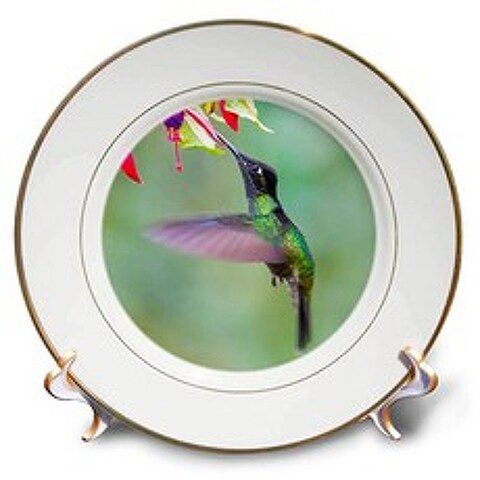 3dRose Central America. Costa Rica Male talamanca Hummingbird Feeding. - Plates (cp_330936_1), 본상품