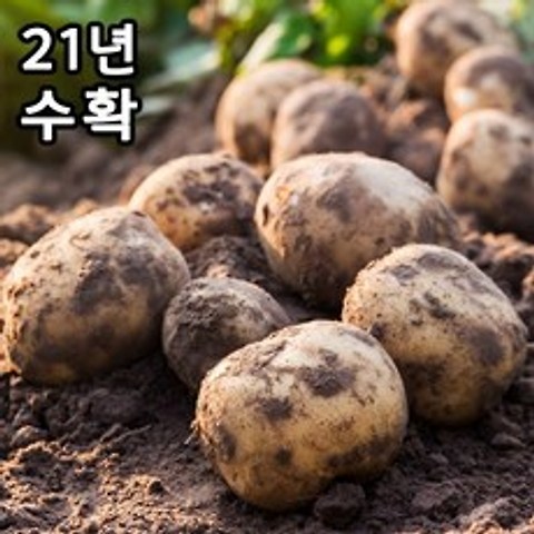 기린농산 21년 6월수확 감자 햇감자 수미감자 카스테라감자 홍감자 3kg 5kg 10kg, 5월햇감자, 중(미니크기)