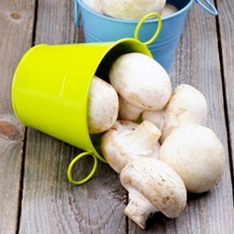 우리네농산물 국내산 양송이 버섯 500g~1kg(상품/특품) white button mushroom, 1박스, 500g(특)