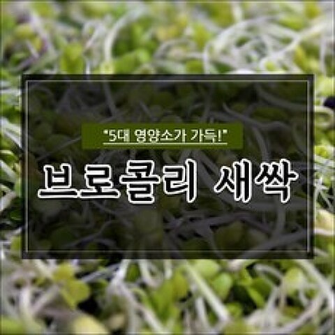 전남 영암 영양가득 브로콜리새싹 500g, 1팩