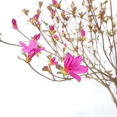 왜 철쭉 나무 묘목 가 기리시마 보라 자주 색 꽃 분재 화분