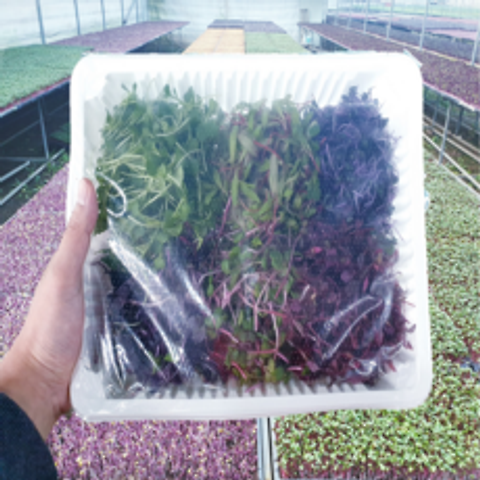 무농약 어린잎채소(베이비채소) (500 250g), 1팩, 500g
