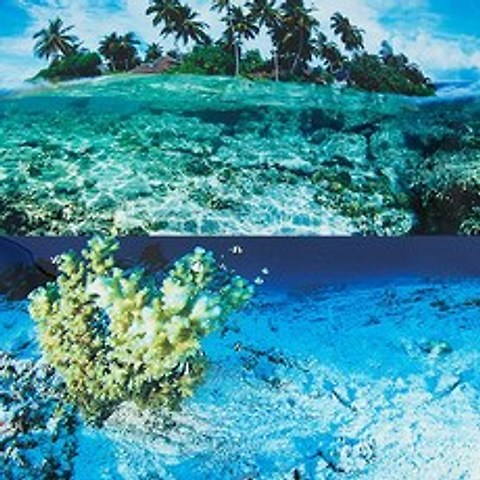 AQUAMARKET 양면 백스크린 (해수 + 산호), 1개