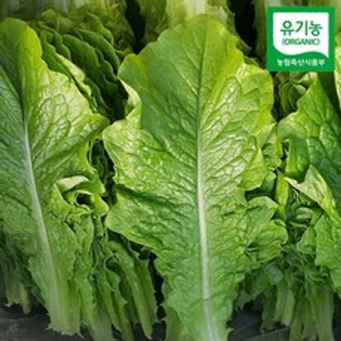 용천 유기농 청 로메인 1kg, 단품