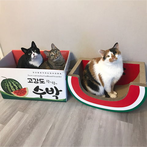 캣스튜디오 수박 콤보 고양이 스크래쳐, 혼합색상, 1개