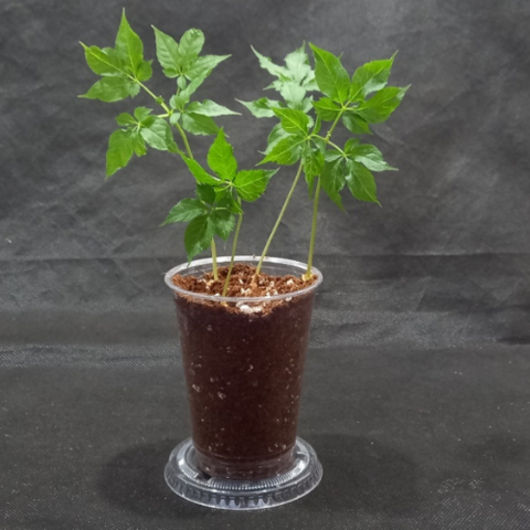 새싹삼 재배세트 인삼키우기 텃밭세트 묘삼 40뿌리+전용상토