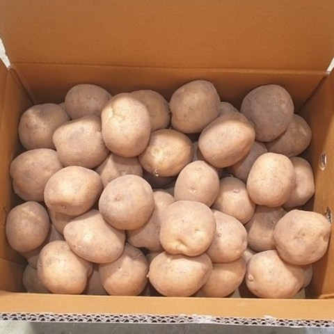 2020년 감자 두백감자 중사이즈 20kg 10kg, 1박스