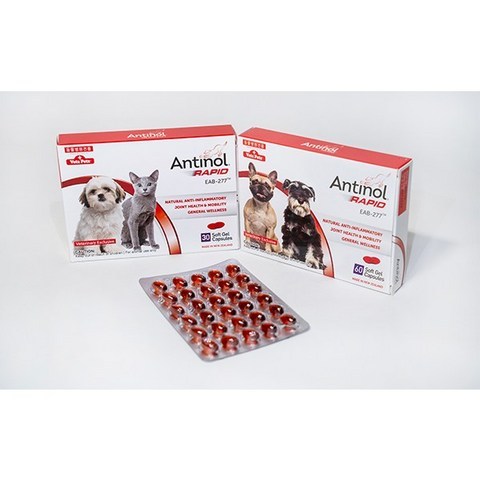 (정품) 안티놀 래피드 강아지 고양이 관절 영양제 (30캡슐 60캡슐) 신제품, 안티놀 래피드 60캡슐