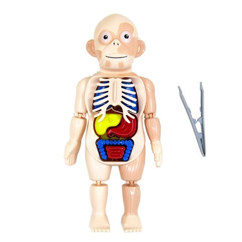 어린 아이들을위한 할로윈 인간의 신체 해부학 모델 플라스틱 인간의 기관 조립 장난감 DIY 과학 교육 장난감, 하나, 보여진 바와 같이