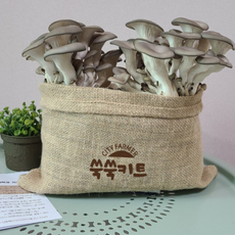 2개세트 느타리버섯 키트 키우기 집에서 기르기 재배 체험학습 집콕놀이 반려식물