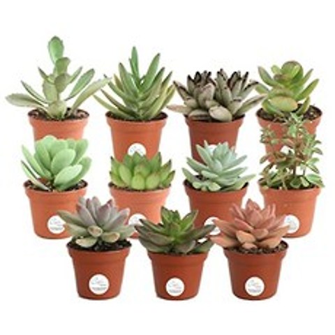 Unique Succulents Indoor Plants 11-Pack Growers Choice 2-Inches Tall, 본상품