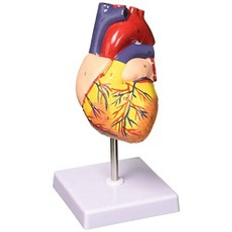 4.3 인간의 심장 모델 생활 크기 2 조각, 본상품